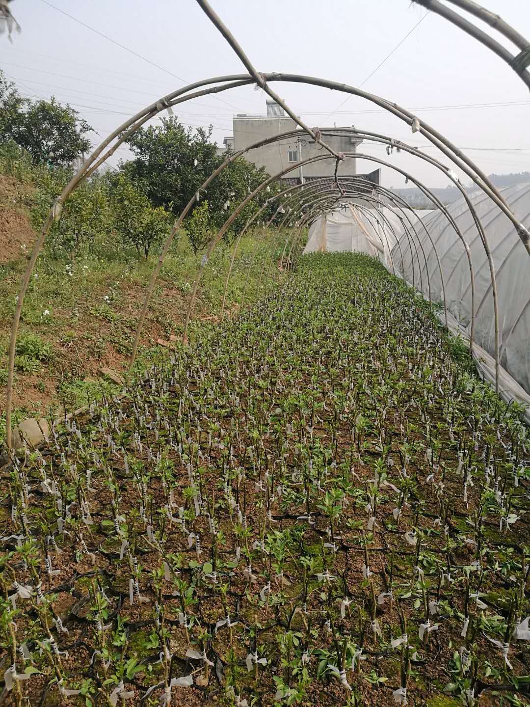 花椒苗實(shí)心和嫁接圖片