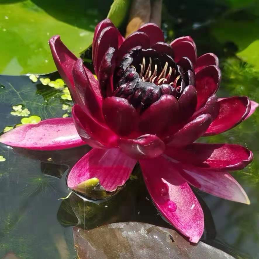 睡蓮、跨亞屬睡蓮圖片