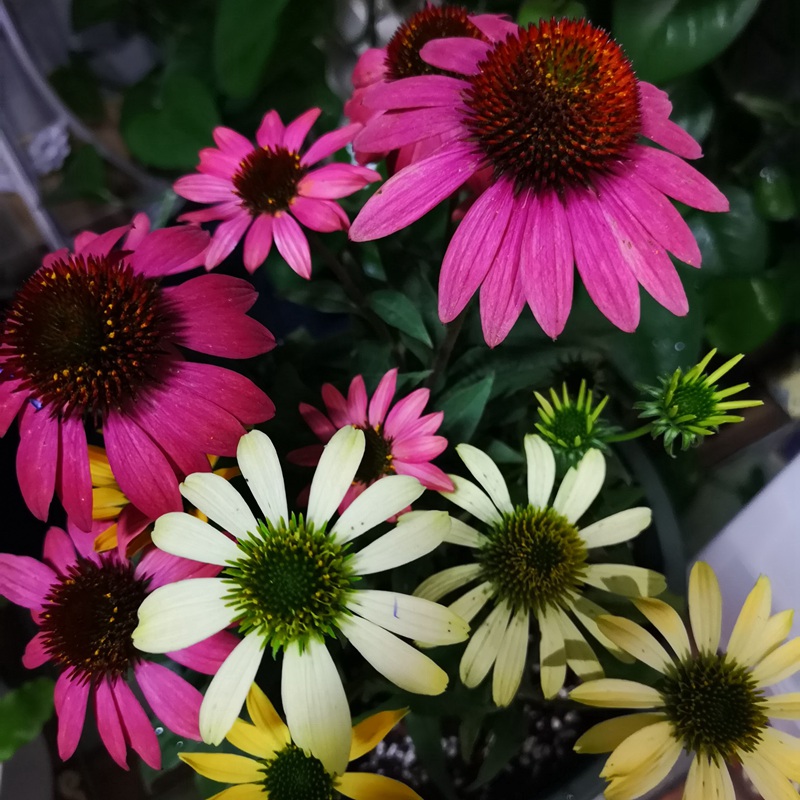 松果菊種子圖片