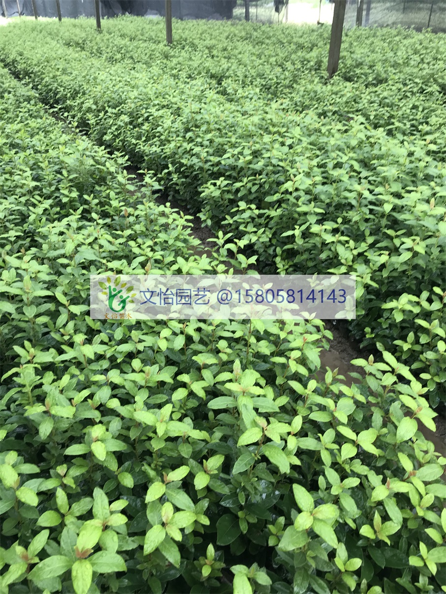 地中海莢蒾圖片