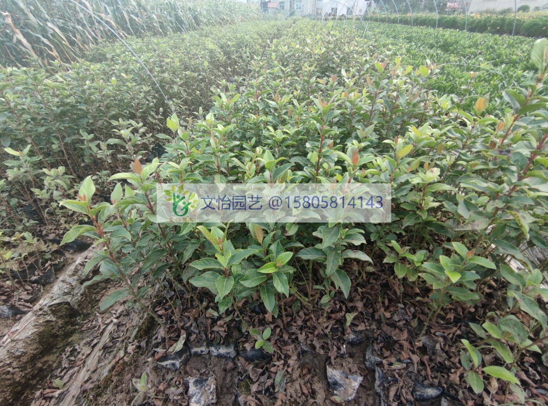 地中海莢蒾圖片