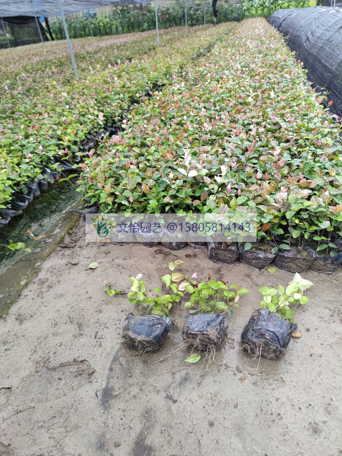 花葉絡(luò)石圖片