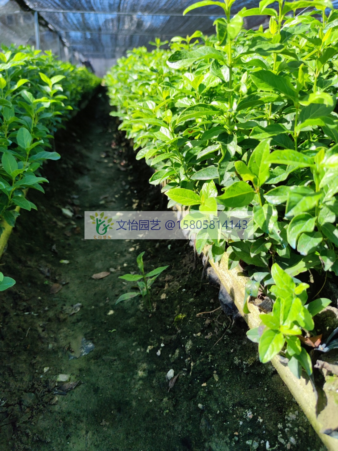 地中海莢蒾-大杯圖片