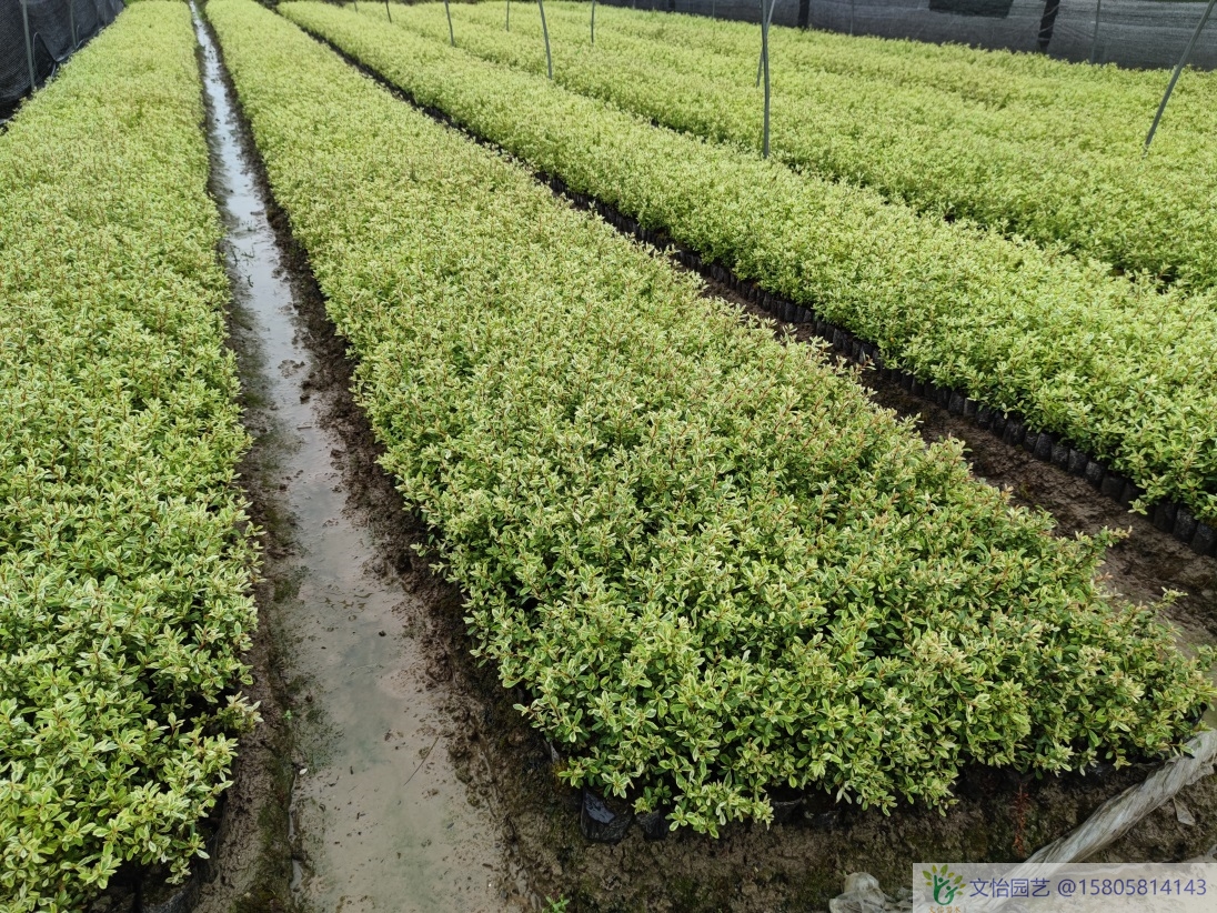 小丑火棘RD02圖片