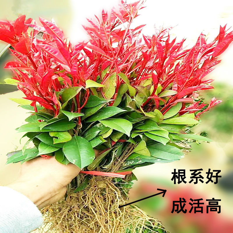 ڼt~ʯtͥԺhʾGhֲļɭŮؑGDƬ