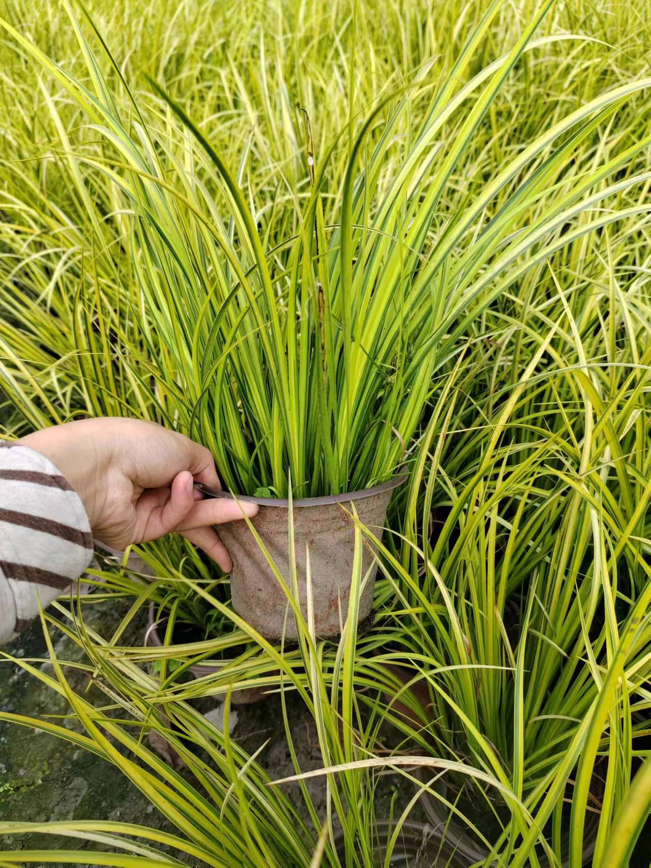 金葉石菖蒲圖片