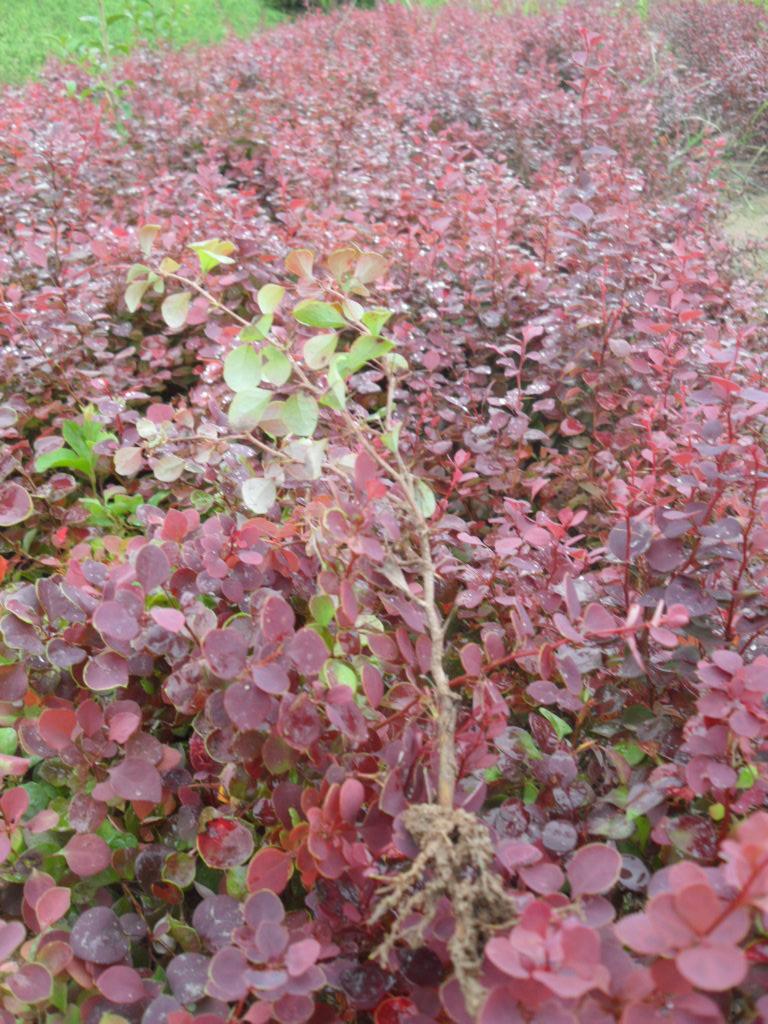 紅葉小檗床苗圖片