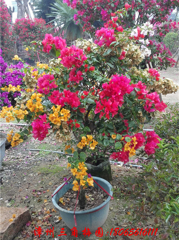 S+tɫ÷ ߶120-140CMDƬ