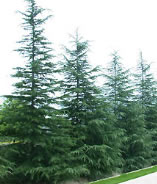 r(nng)ֱN(yu)|(zh)ѲѩɈDƬ