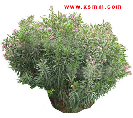 M~ʮ󹦄ںͩذ㽭ľ~SSt^ľѩDƬ