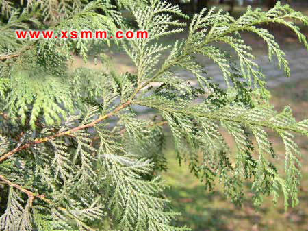 yͩPצXˮɼmtmձѻDƬ