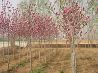 Sm,m,m,Vm,m,tmr(ji)DƬ