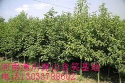 ɽЦ,ͩ,Ц,~,,yӃrDƬ