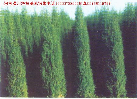 ؈rȰ؈rUP؈rϙu؈rDƬ