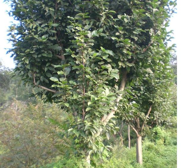 Smr(ji),mr(ji),mr(ji),Vmr(ji)DƬ