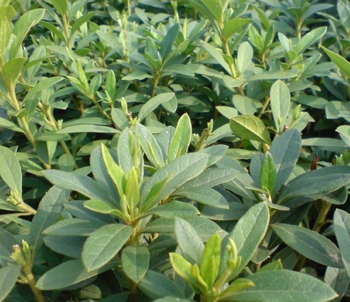 N ëN  Vm t t~ʯ yӈDƬ